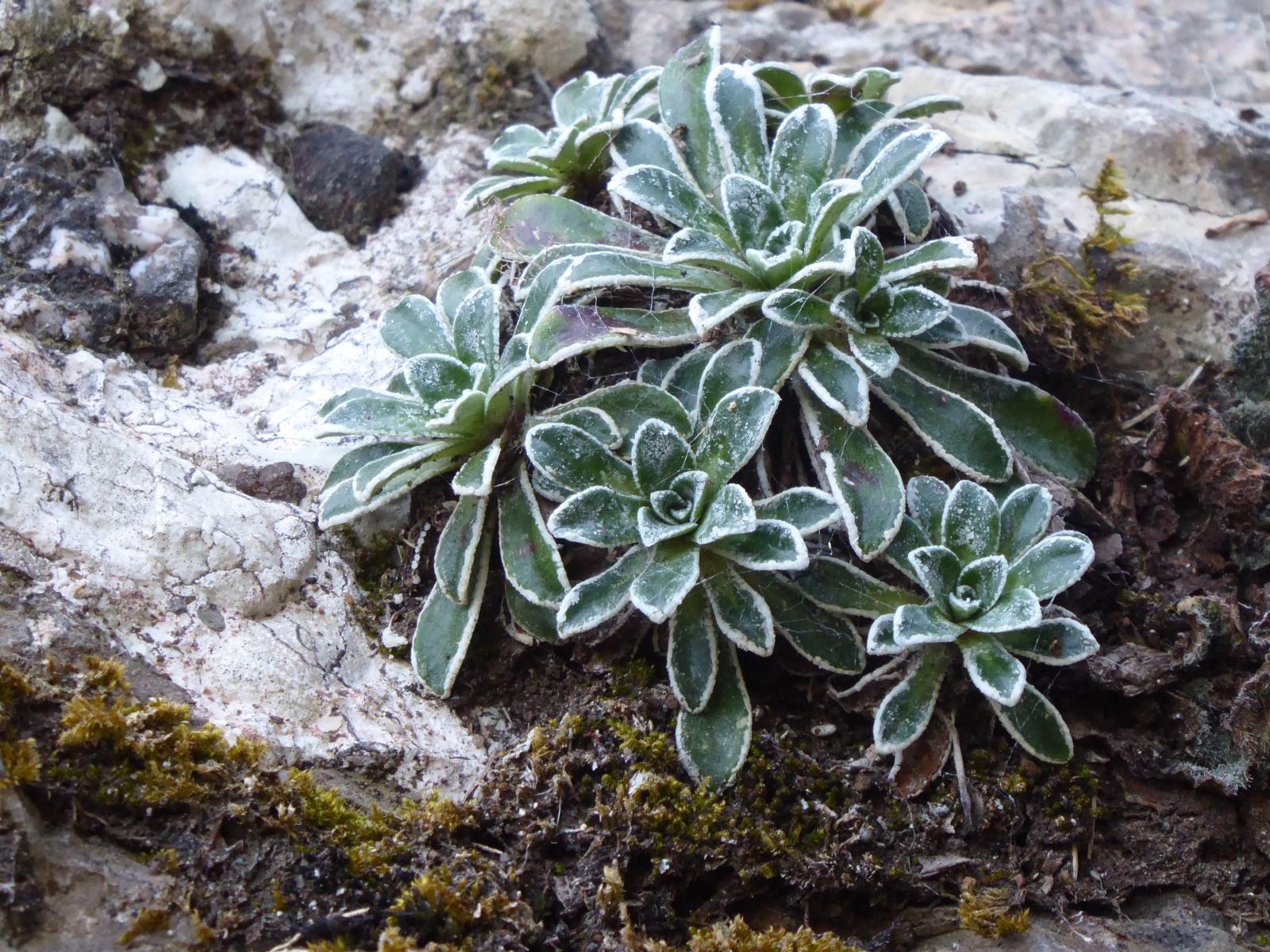 Corona de la reina, Planta endémica de Montserrat